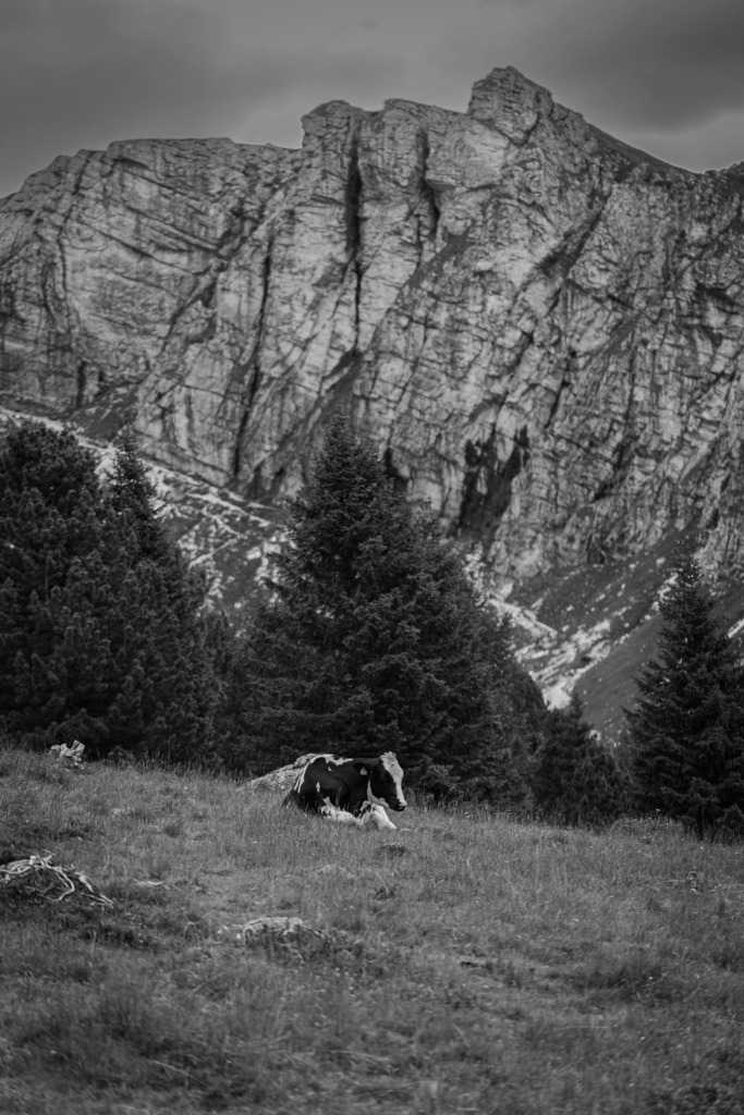 Kuh in den Nockbergen | Kuh auf ihrer Sommerweide - Realisiert mit Pictrs.com