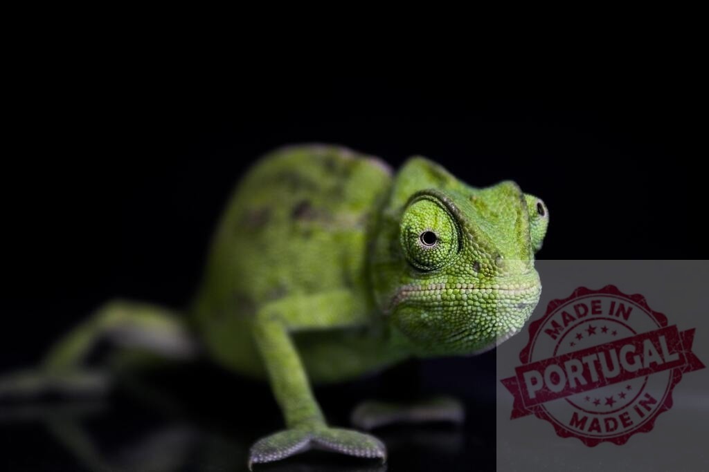 Green chameleon standing on black background looking forward | Green chameleon watching, showing its unique eye structure and textured skin - Realized with Pictrs.com
