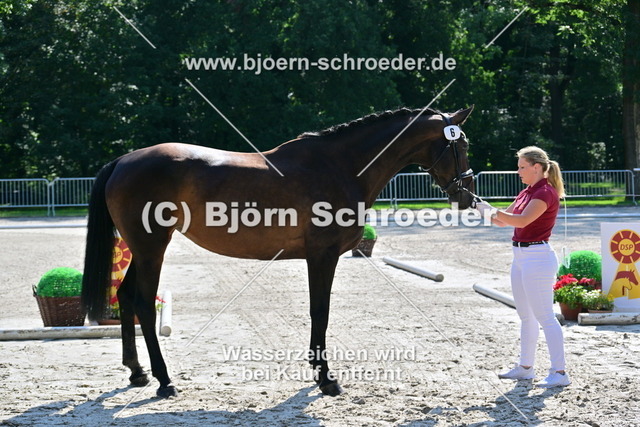 06_Cydria MBR von Cyrill - Calidrio_879_3724 | Björn Schroeder Pferdefotografie