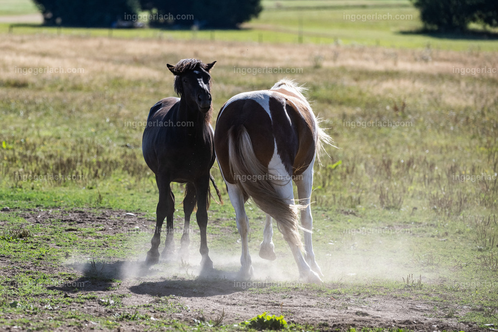 kämpfende Islandhengste | Ingo Gerlach