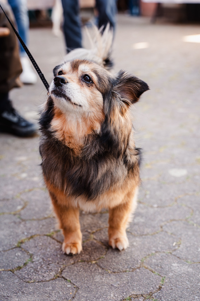 20260426-125 | MuT (Mensch und Tier) mit Mona - Fotografie und Tierkommunikation - Realisiert mit Pictrs.com