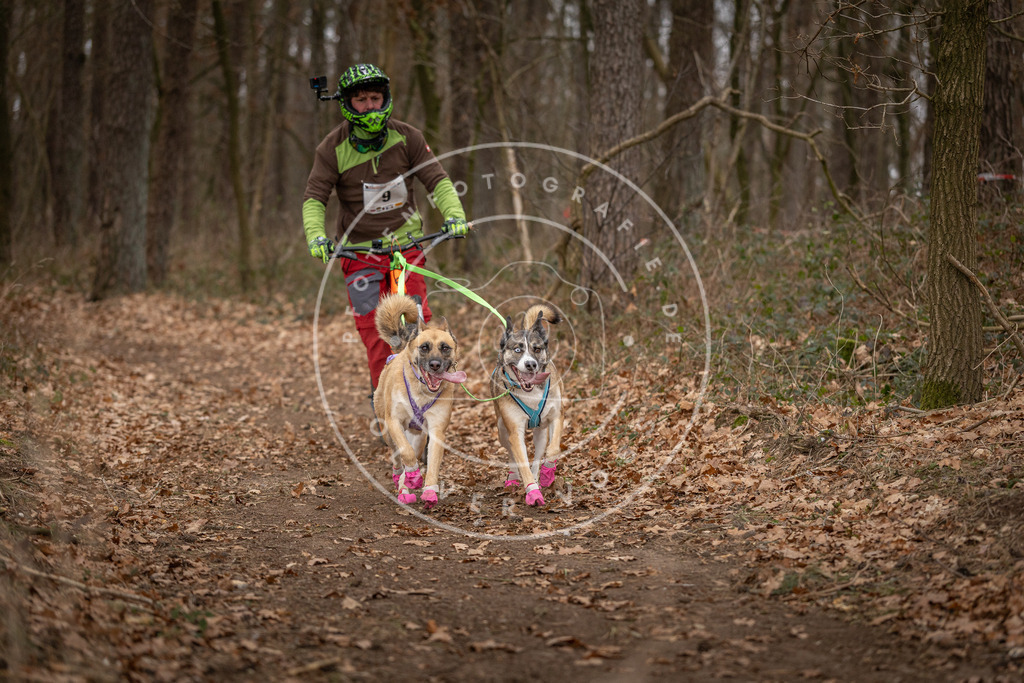 Pfotenfotografie_DV3A6706 | Hundefotografie, Tierfotograf, Pfotenfotografie, Fotoshooting Hund, Hunde Portrait, Hundesport, Hundeportraits, Heideshooting, Hunde, Sportfotograf, Hundefotograf, Turnierhundsport, THS,  - Realisiert mit Pictrs.com