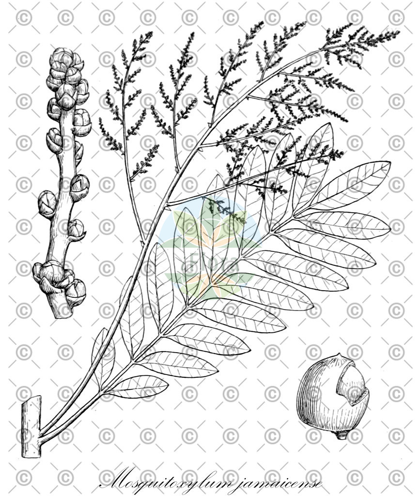 HistAbb_wfo-0001346944_1_ENZY_Simple | Historische Abbildung von Mosquitoxylum jamaicense - Anacardiaceae | Historical Illustration of Mosquitoxylum jamaicense - Anacardiaceae