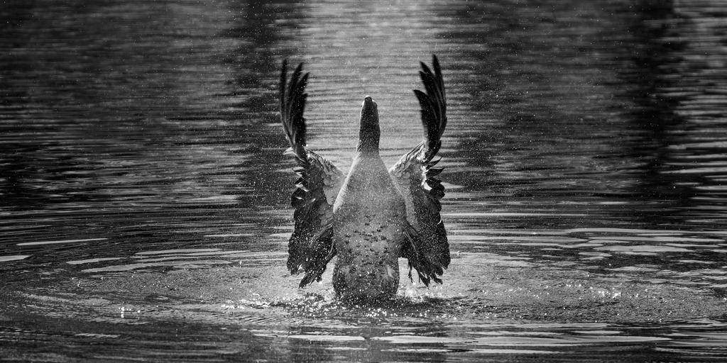 Gans SW | kleinen-fotografie