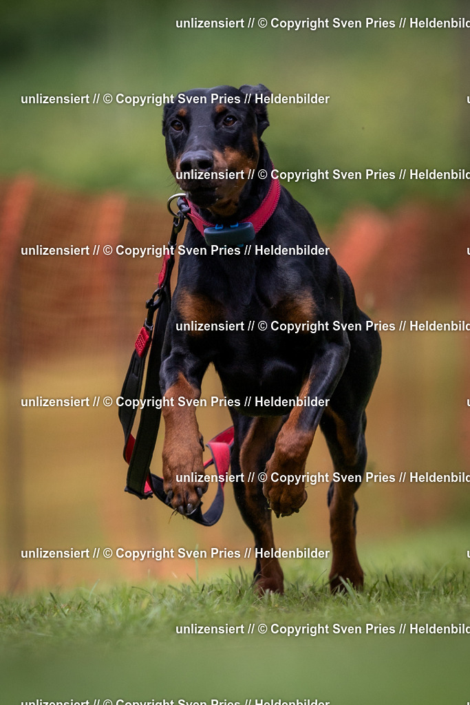 Sven Pries | 2024-04-21 - Hunderennen Baden-Oos
Foto: Sven Pries - Realisiert mit Pictrs.com