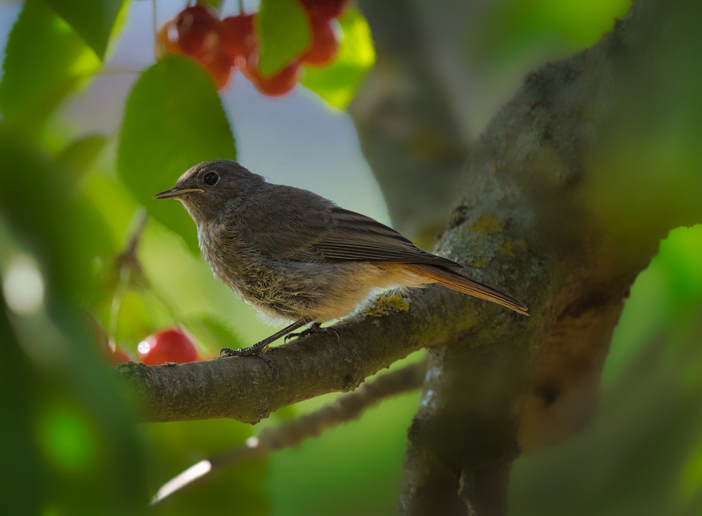 DSC06012 | die schönsten Bilder aus Wald und Wiese, sowie Streifzüge durch den Garten mit der gesamten Blumen & Insektenwelt.   - Realisiert mit Pictrs.com