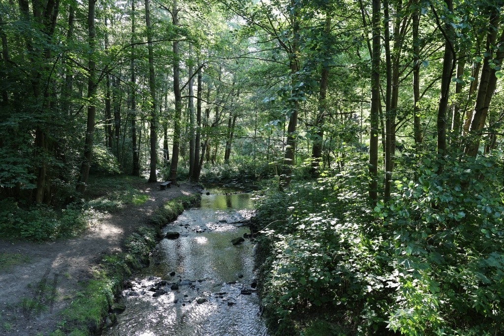 Raudabach im Eisenberger Mühltal | Das Foto zeigt den schattigen Lauf des Raudabachs im Eisenberger Mühltal an einem heißen Sommertag. Das klare Wasser plätschert über Steine und Wurzeln durch das dicht bewachsene Bachbett. Alte Bäume spenden mit ihrem üppigen Blätterdach angenehmen Schatten und halten die unmittelbare Umgebung wohltuend kühl. Das satte Grün der Vegetation steht in schönem Kontrast zum glitzernden Wasser. Zwischen Farnen, Moosen und Uferpflanzen entsteht eine naturnahe, ruhige Atmosphäre. Gerade an heißen Sommertagen vermittelt der Bachlauf den Eindruck einer erfrischenden Oase. Die Aufnahme macht die besondere Schönheit des Eisenberger Mühltals deutlich. Das leise Rauschen des Wassers, die kühle Luft im Schatten und die üppige Natur laden zum Verweilen ein und bieten eine willkommene Erfrischung während einer Wanderung. - Realisiert mit Pictrs.com