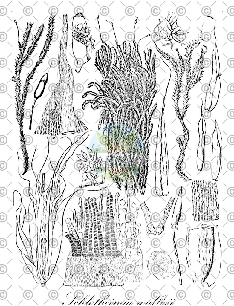 HistAbb_wfo-0000439199_2_ENZY_Simple | Historische Abbildung von Schlotheimia wallisii - Orthotrichaceae | Historical Illustration of Schlotheimia wallisii - Orthotrichaceae