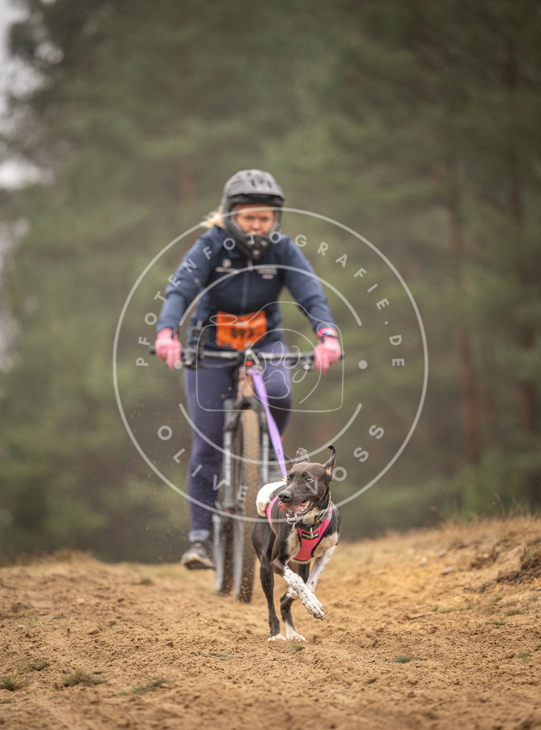 Pfotenfotografie_DV3A3002 | Hundefotografie, Tierfotograf, Pfotenfotografie, Fotoshooting Hund, Hunde Portrait, Hundesport, Hundeportraits, Heideshooting, Hunde, Sportfotograf, Hundefotograf, Turnierhundsport, THS,  - Realisiert mit Pictrs.com