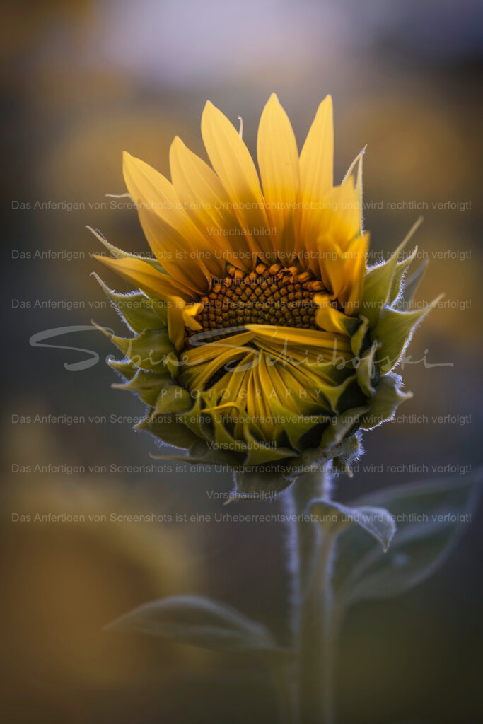 A Quiet Beginning | Exklusive Naturfotografie für stilvolle Wanddekoration ★ Premium Wandbilder Made in Germany ✔️ FineArt Drucke & Downloads ✔️ Brillante Farben, höchste Qualität & weltweiter Versand ✔️ - Realisiert mit Pictrs.com