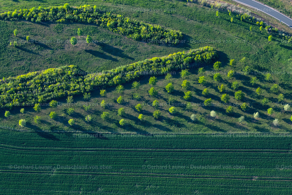 4026121 | ERFURT 06.05.2020 Baumreihe von jungen Laubbäumen an einem Feldrand im Ortsteil Gispersleben in Erfurt im Bundesland Thüringen, Deutschland. // Row of young deciduous trees on a field edge in the district Gispersleben in Erfurt in the state Thuringia, Germany. Foto: Gerhard Launer