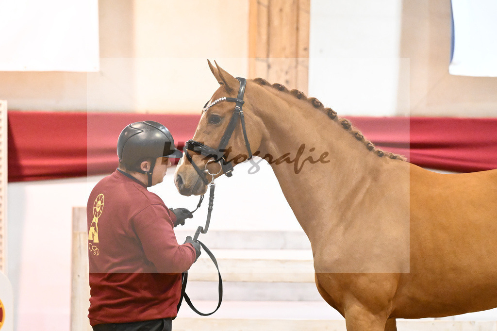 Kat-Nr. 26 El Barone 111 Z x Arezzo VDL_Schep_43231141 | hf-fotografie - Realisiert mit Pictrs.com