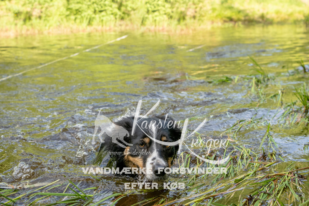 0940DKK9_ZZ92562-Bearbeitet | kk-dogfotos