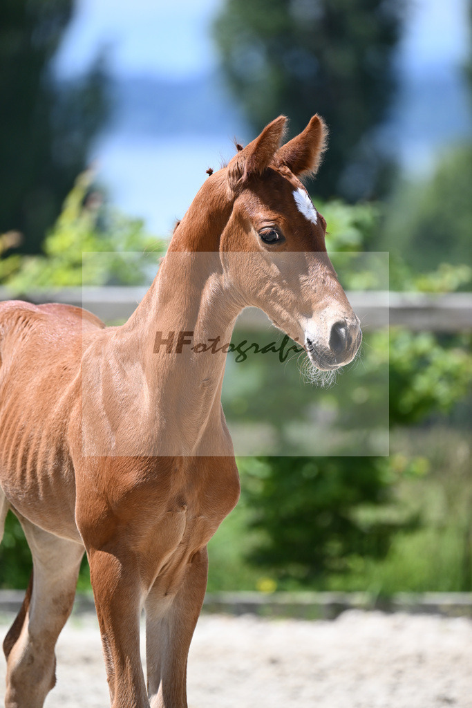 Escolar x Le Vivaldi_HF_Eder_19240456 | hf-fotografie - Realisiert mit Pictrs.com