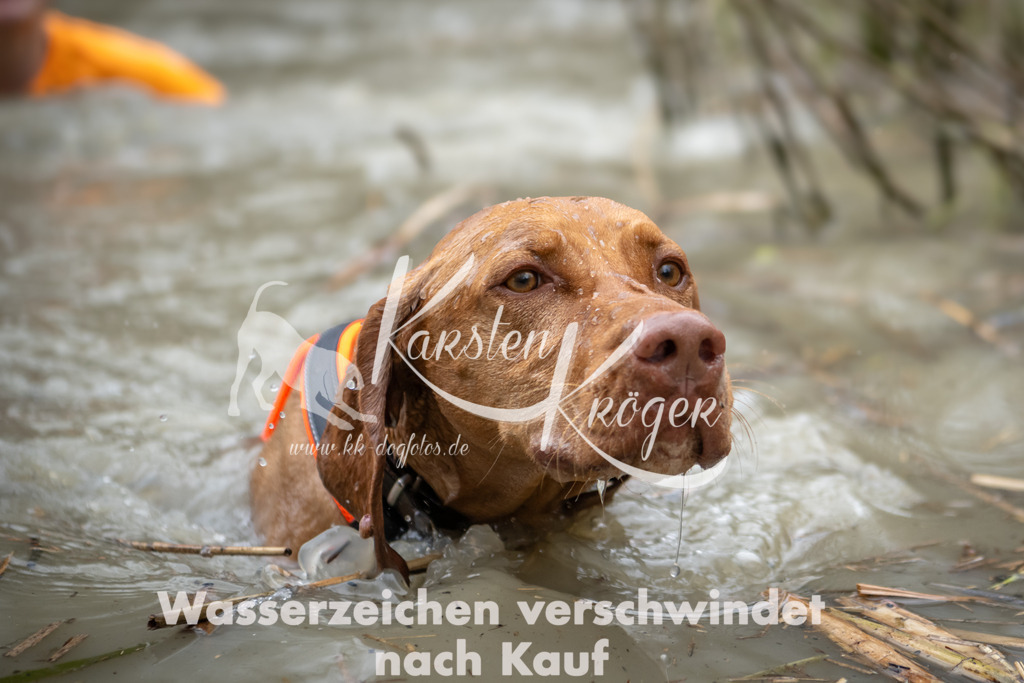 1533_ZZ93313 | kk-dogfotos