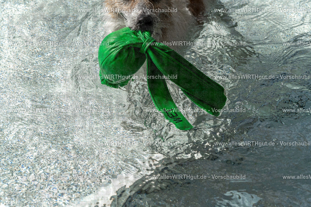 Hundeschwimmen_Volksbad_2026-allesWIRTHgut_Tierfotografie-2609061503-FAY07077 | Professionelle Tierfotografie in Mönchengladbach von Daniel Wirth (allesWIRTHgut). Liebevolle & natürliche Bilder von Hunden & Katzen für unvergessliche Erinnerungen.