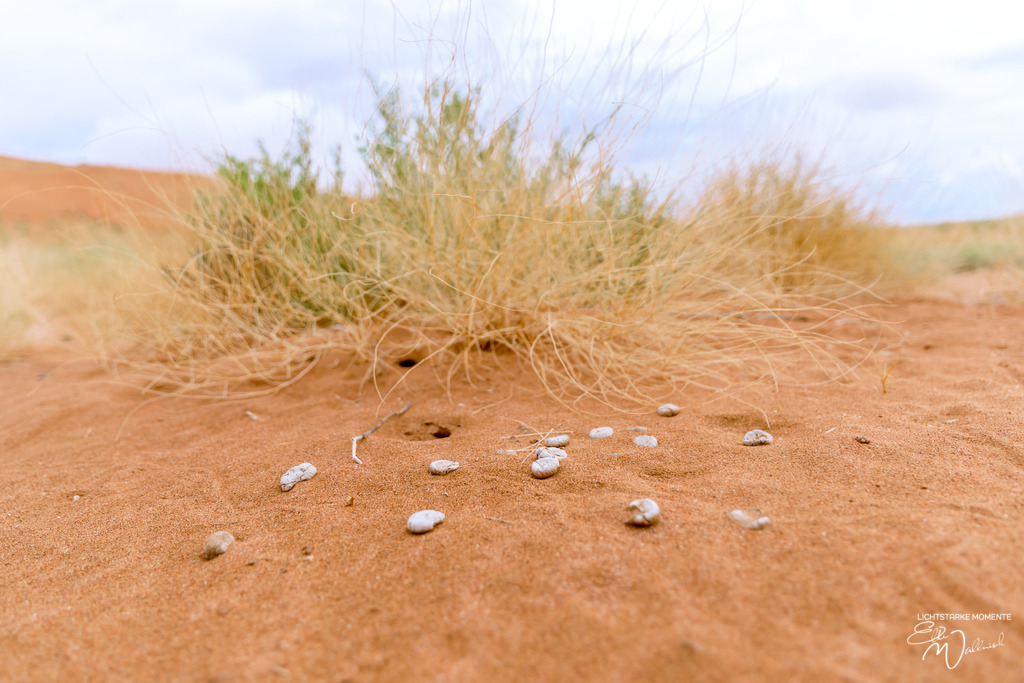Al Salam Desert Camp, Al Qabil, Bidiyah, Oman | Herzlich willkommen auf meiner Seite! Ich bin Elke Wallnisch, Deine Fotografin für lichtstarke Momente. Der Name steht für alles, was mich mit der Fotografie verbindet: Das Licht und seine machtvolle Wirkung auf eine Situation oder unsere Stimmung - Realisiert mit Pictrs.com