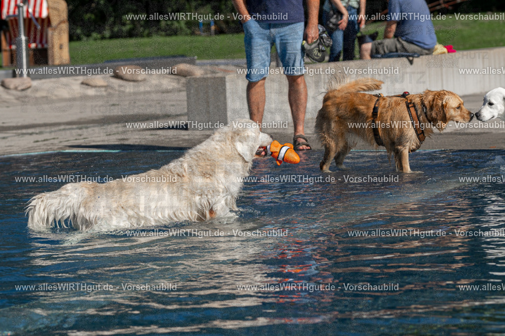 Hundeschwimmen_Volksbad_2026-allesWIRTHgut_Tierfotografie-2609061057-FAY06057 | Professionelle Tierfotografie in Mönchengladbach von Daniel Wirth (allesWIRTHgut). Liebevolle & natürliche Bilder von Hunden & Katzen für unvergessliche Erinnerungen.