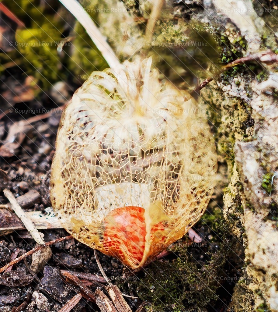 _Flora2.1 | Rolf Wittke  - Realisiert mit Pictrs.com