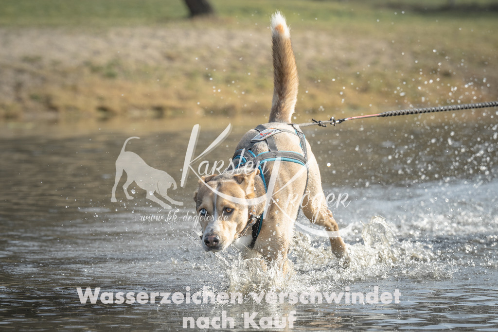 1044_ZZ99511 | kk-dogfotos