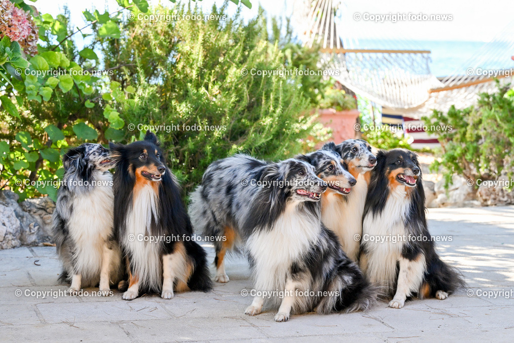 Hunde in Kroatien_ 31.07.2023-38 | 31.07.2023, Kroatien, HRV, Brač, Insel in Dalmatien im Bild Hunde, Shelties