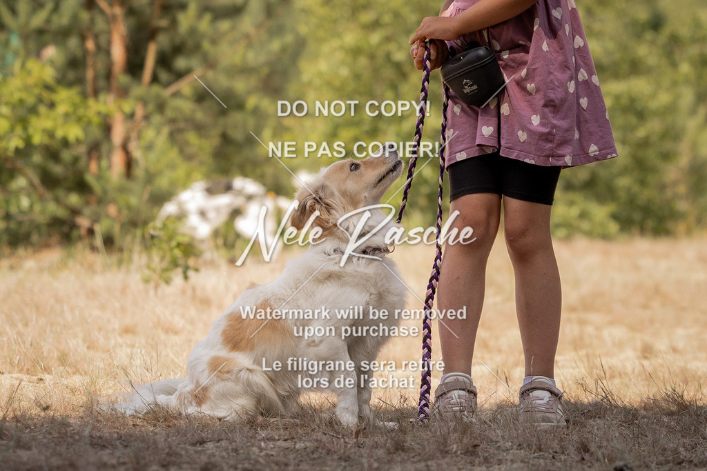 nelerasche_soDD2_275 | nelerasche