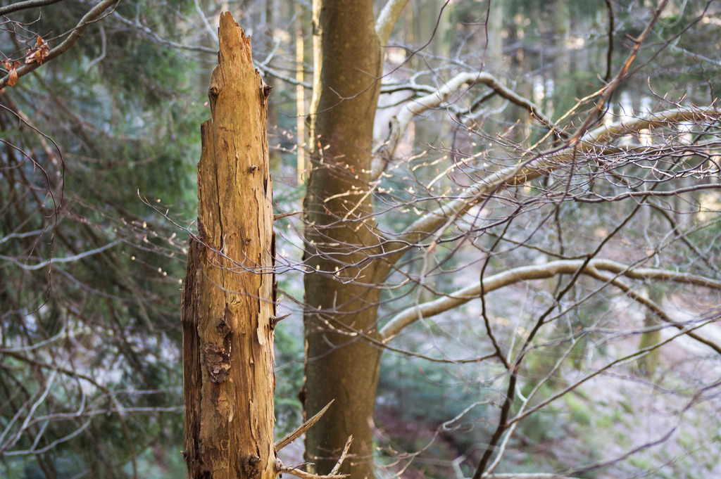 PICT0501 | KONICA MINOLTA DIGITAL CAMERA