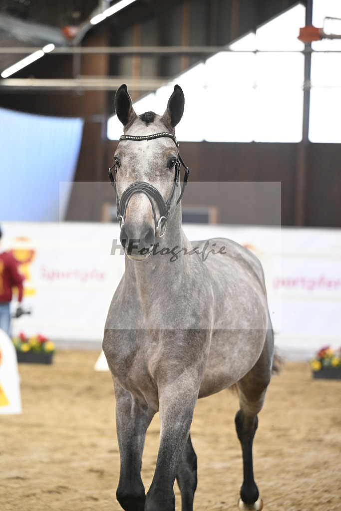 Kat-Nr. 76 Emerald van het Ruytershof x Clarimo_Vogel u Will Equestrian GmbH_47252687 | hf-fotografie - Realisiert mit Pictrs.com