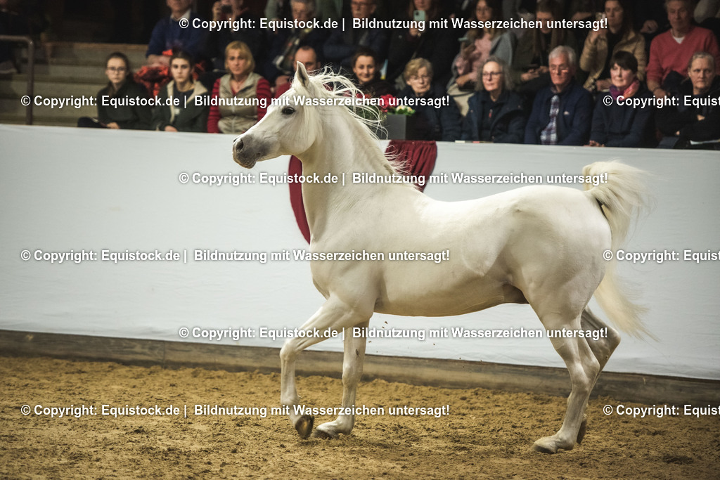 20240302_Hengstvorstellung_Marbach_TOMsPiC_1151 | equistock
