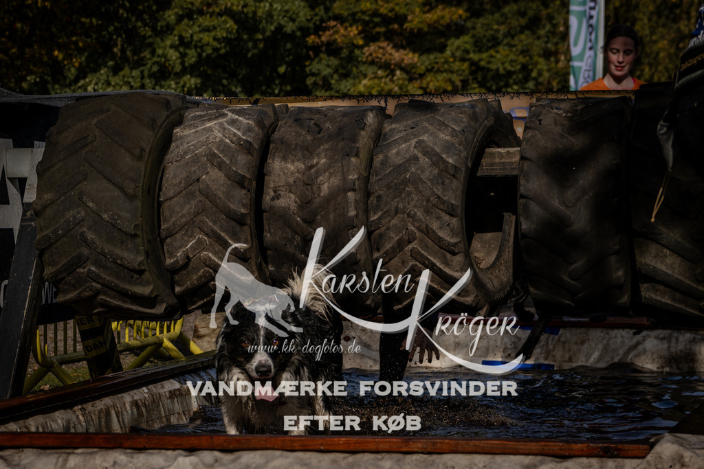 1310_ZZ92072 | kk-dogfotos