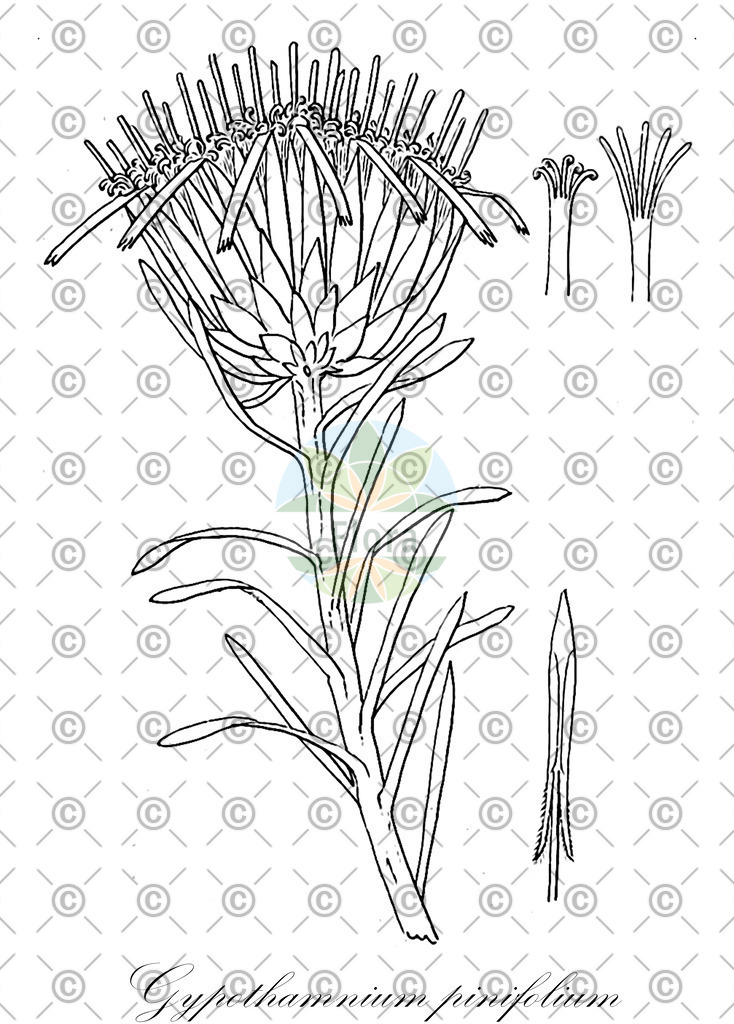 HistAbb_wfo-0000713843_1_ENZY_Simple | Historische Abbildung von Gypothamnium pinifolium - Asteraceae | Historical Illustration of Gypothamnium pinifolium - Asteraceae
