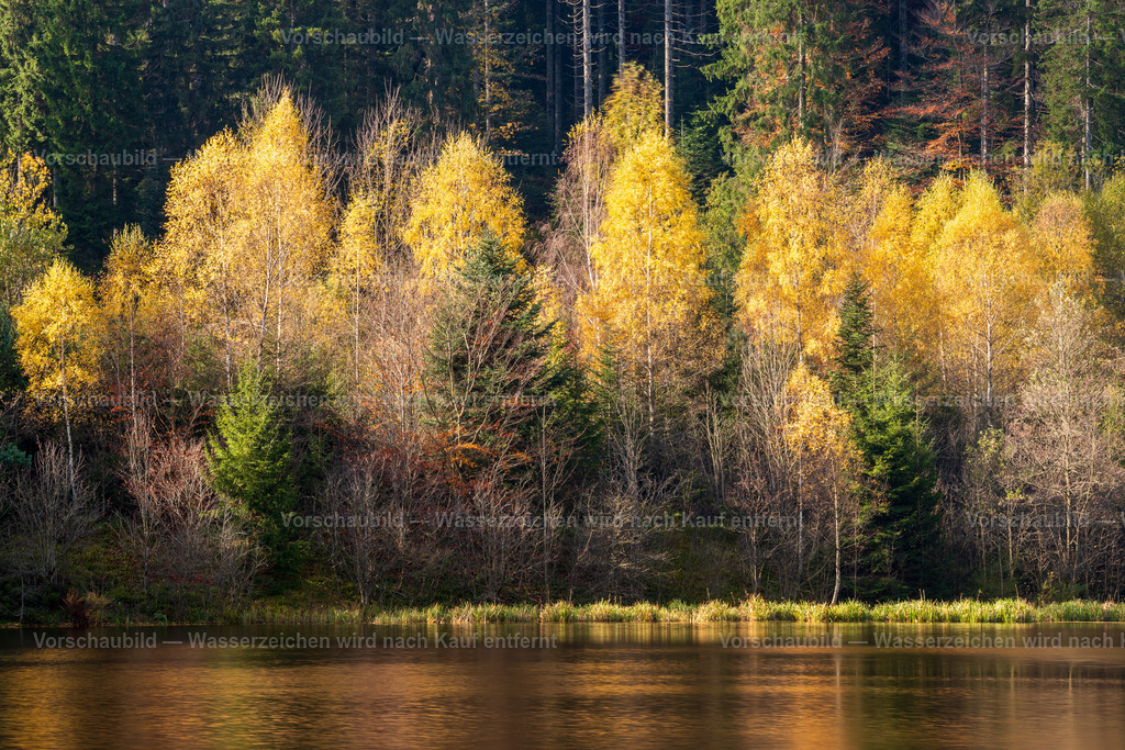 Sankenbachsee im Schwarzwald | im Herbst - Realisiert mit Pictrs.com
