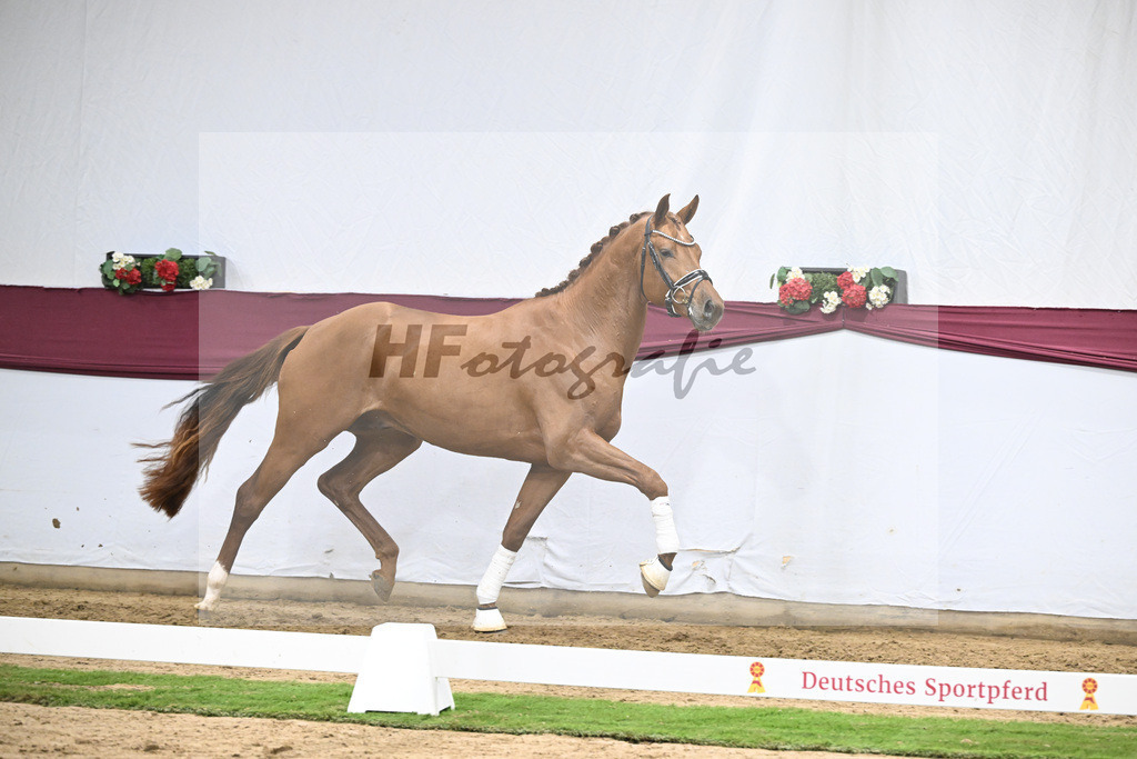 Kat-Nr. 134 Vitalis x Millennium_PBM Pfefferle GmbH_47254554 | hf-fotografie - Realisiert mit Pictrs.com