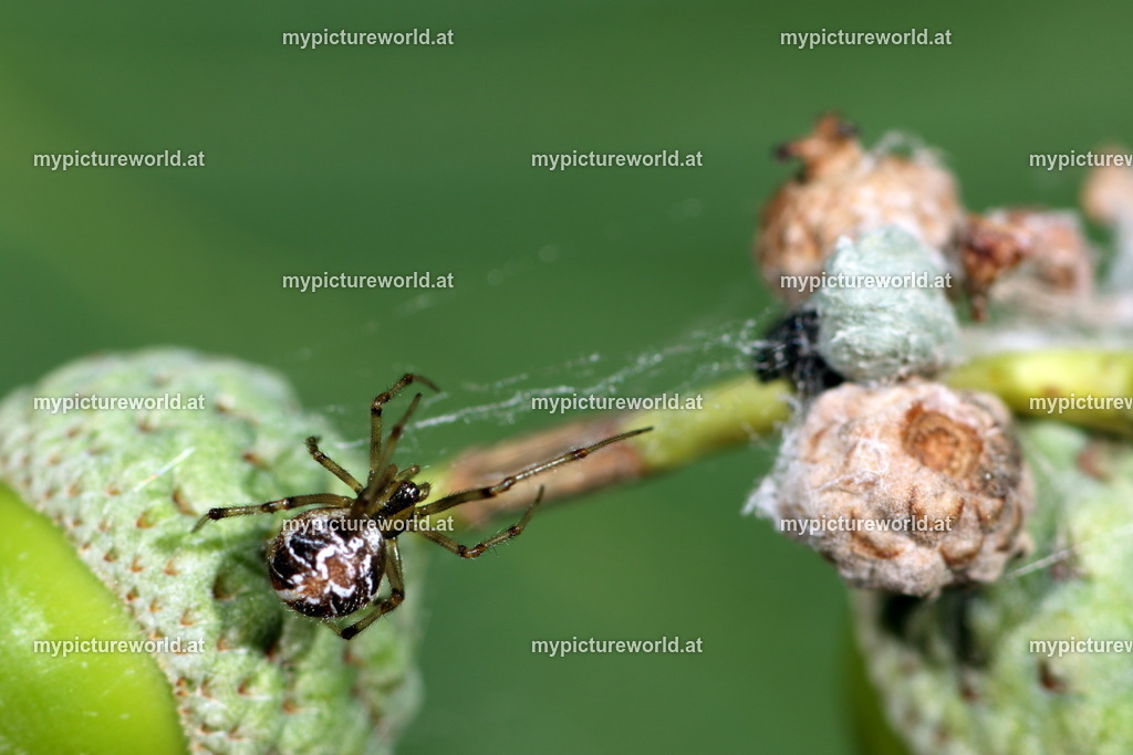 Phylloneta sisyphia-004 | Das Bilderarchiv über Tiere, Planzen und Landschaften. In der Bilddatenbank finden Sie ein große Auswahl an hochwertigen Bilder für Ihre Werbung - Realisiert mit Pictrs.com