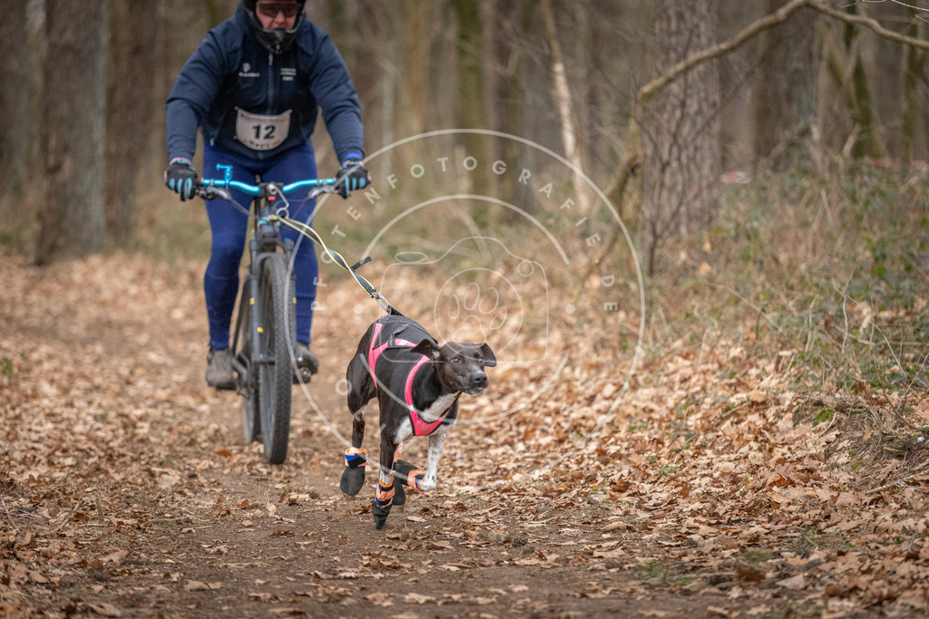 Pfotenfotografie_DV3A6405 | Hundefotografie, Tierfotograf, Pfotenfotografie, Fotoshooting Hund, Hunde Portrait, Hundesport, Hundeportraits, Heideshooting, Hunde, Sportfotograf, Hundefotograf, Turnierhundsport, THS,  - Realisiert mit Pictrs.com