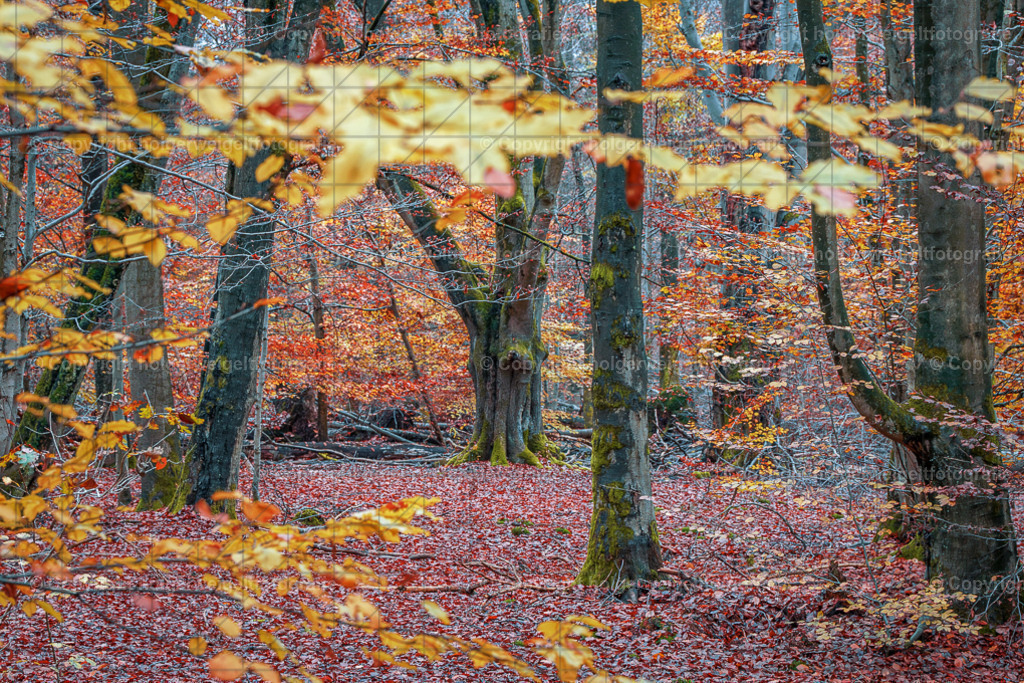 Die Farben des Herbstes | Kaufen sie online außergewöhnliche Fotografien auf Leinwand Acrylglas Fotoprint Aludibond von holgerweigeltfotografie - Realisiert mit Pictrs.com