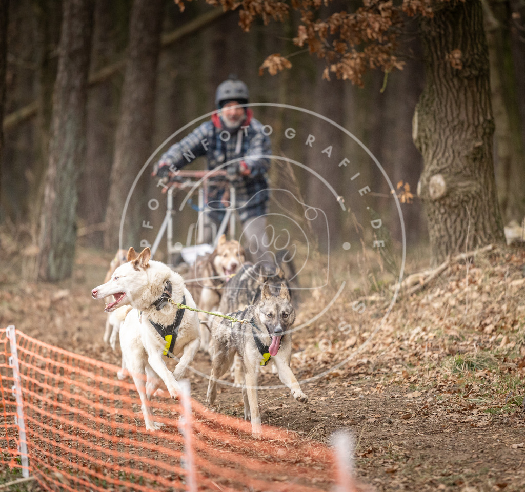Pfotenfotografie_DV3A2232 | Hundefotografie, Tierfotograf, Pfotenfotografie, Fotoshooting Hund, Hunde Portrait, Hundesport, Hundeportraits, Heideshooting, Hunde, Sportfotograf, Hundefotograf, Turnierhundsport, THS,  - Realisiert mit Pictrs.com