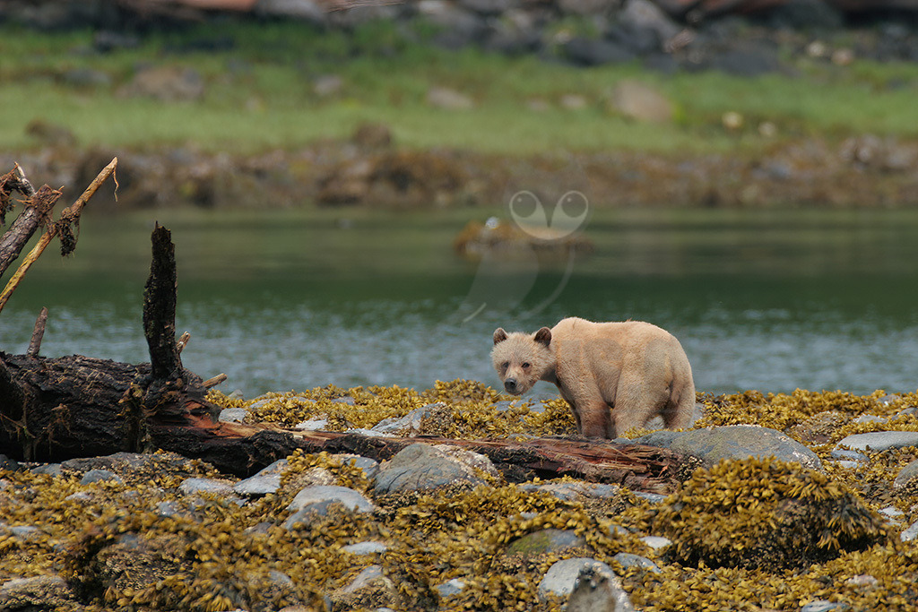 20050530201728-2 | Der Grizzlybär, seltener auch Graubär genannt, ist eine in Nordamerika lebende Unterart des Braunbären aus der Familie der Bären. - Realisiert mit Pictrs.com