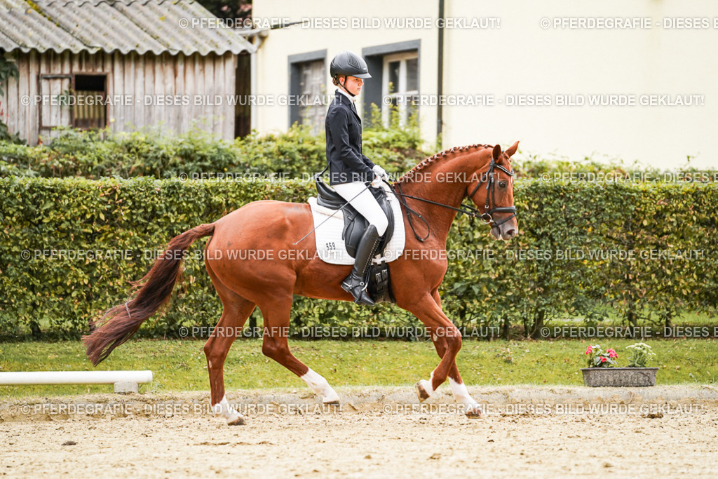 DSC07571 | Pferdegrafie