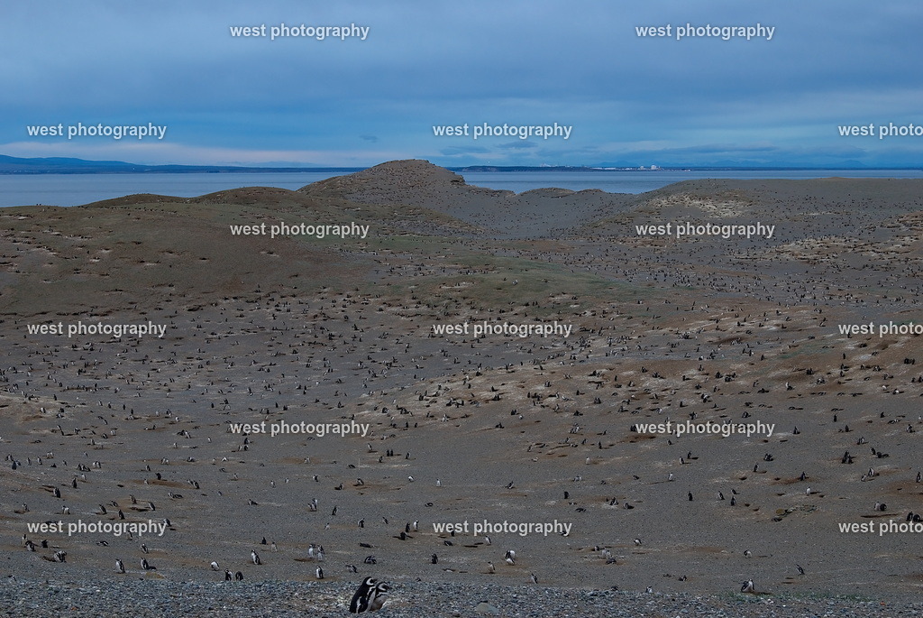 Isla Magdalena 1 - CHI 2011 | west photography - Realisiert mit Pictrs.com