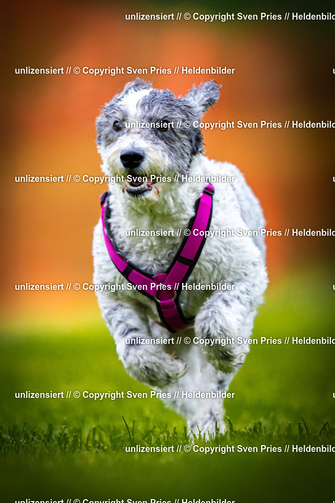 Sven Pries | 2025-09-21 - Hunderennen Baden-Oos - Realisiert mit Pictrs.com