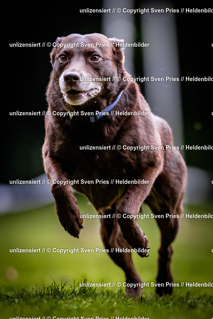 Sven Pries | 2025-10-03 - Hunderennen Obergrombach - Realisiert mit Pictrs.com