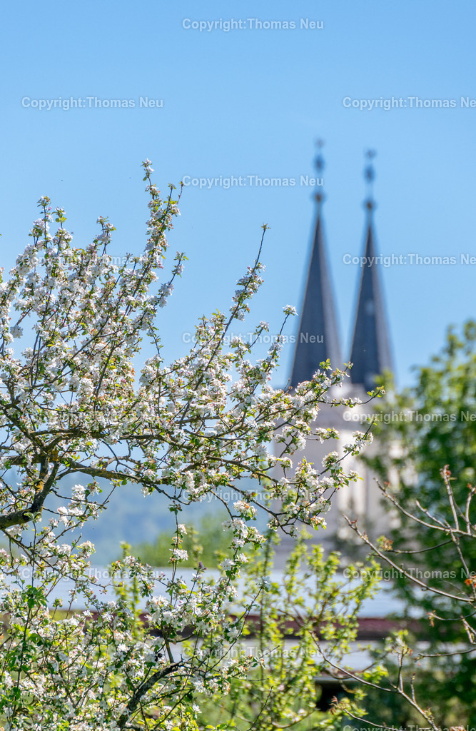Streuobstwiese-Bensheim-Schwanheim-evangelische-Kirche-Kreis-Bergstrasse-Fotografie-Thomas-Neu_4 | Blühende Obstbäume und saftig grüne Wiesen vor der markanten evangelischen Kirche von Schwanheim, einem Stadtteil von Bensheim an der hessischen Bergstraße. Frühlingslandschaft unter klarem blauem Himmel mit Blick auf die charakteristischen Kirchturmspitzen.,Bild: THomas Neu