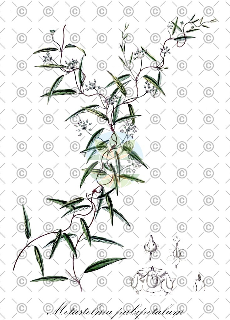 HistAbb_wfo-0001176411_1_ENZY_Simple | Historische Abbildung von Metastelma pubipetalum - Apocynaceae | Historical Illustration of Metastelma pubipetalum - Apocynaceae