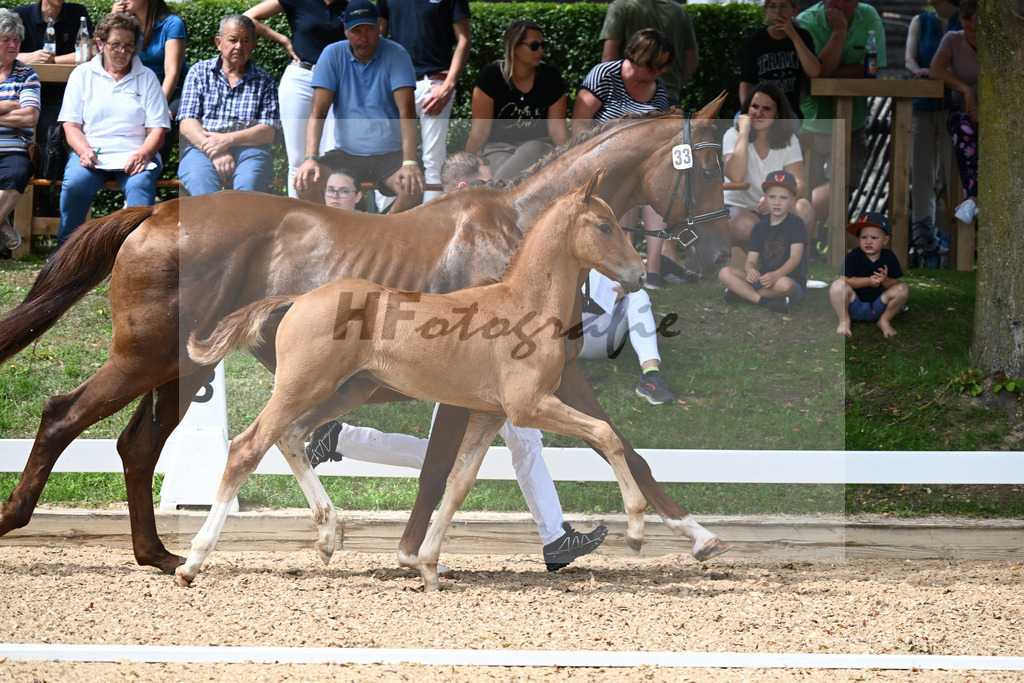 Kat-Nr. 33 HF DSP Va Bene x Rubinstein I_Hager_27230526 | hf-fotografie - Realisiert mit Pictrs.com