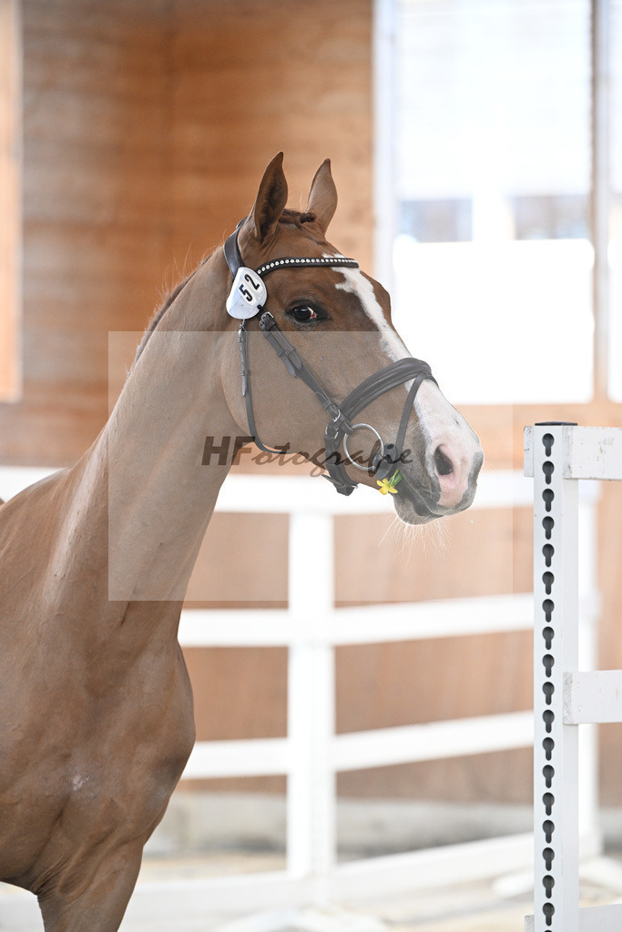 Kat-Nr. 52 Amir VT Z v. Aganix du Seigneur_Neukirch_5251844 | hf-fotografie - Realisiert mit Pictrs.com