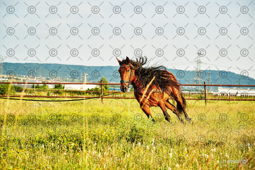 306_202406_Niki-Herodes_NZ9_0260 | proPHOTO - Realisiert mit Pictrs.com