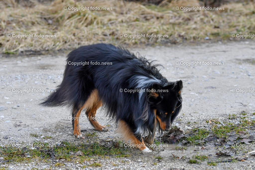 Hund_ Hunde_ Freilaufflaeche_ 20.02.2022-37 | 20.02.2022, Linz, AUT, Hund, Hunde, Themenbild, im Bild Hund, Hunde, spazieren, Freilaufzone, Spazierweg, Arrigo und Luigi