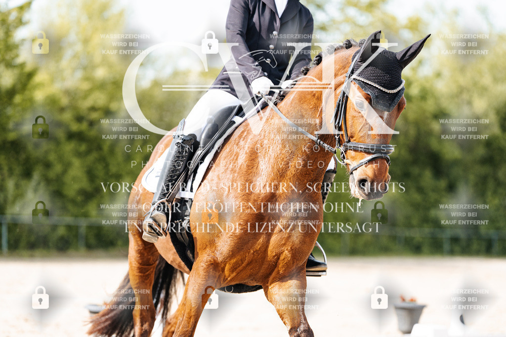 CK900427 | Turnierfotografie Pferdefotografie Trier Rheinland-Pfalz Pferdesport Reitsport Tierfotografie Sportfotografie Pferdevideo Pferdevideografie Equestrianvideography equestrianphotography  - Realisiert mit Pictrs.com