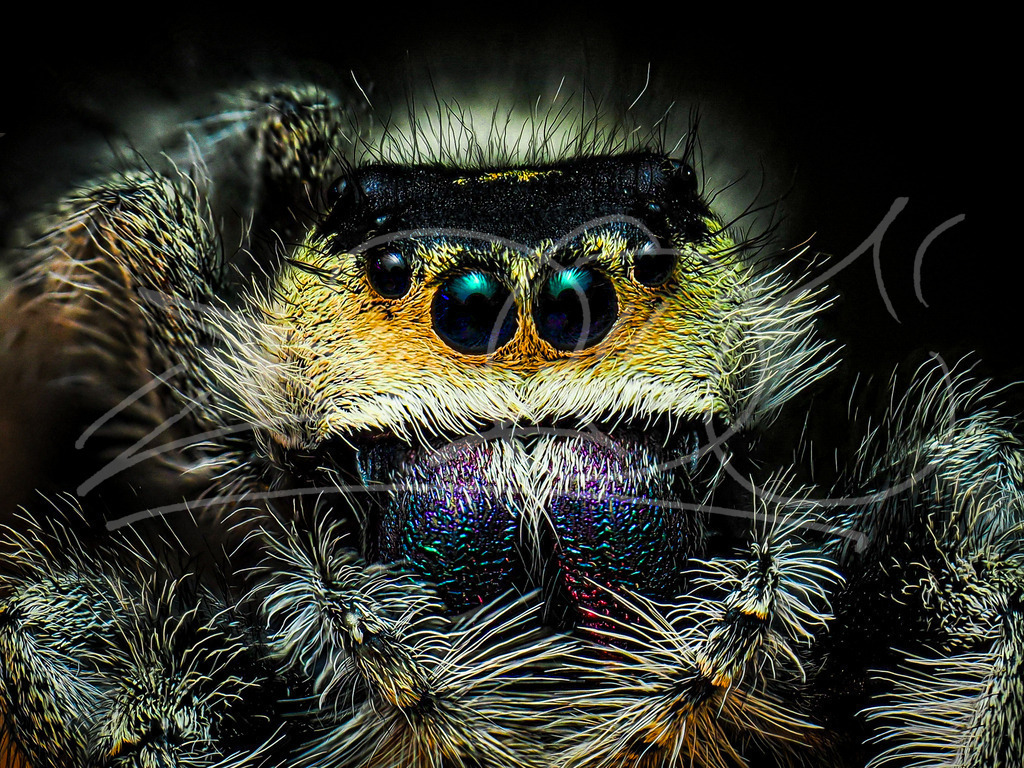 Springspinne1 | Naturschönheiten aus Deutschland. Pflanzen und Tiere, Insekten und Naturschauspiele. Alle schönen Details, die uns umgeben, fotografiert von Michi Moc.  - Realisiert mit Pictrs.com